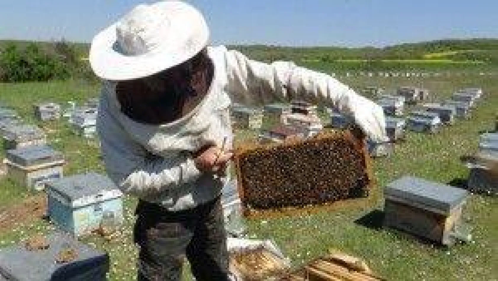 Arılarıyla bin 500 kilometre yol yaptılar