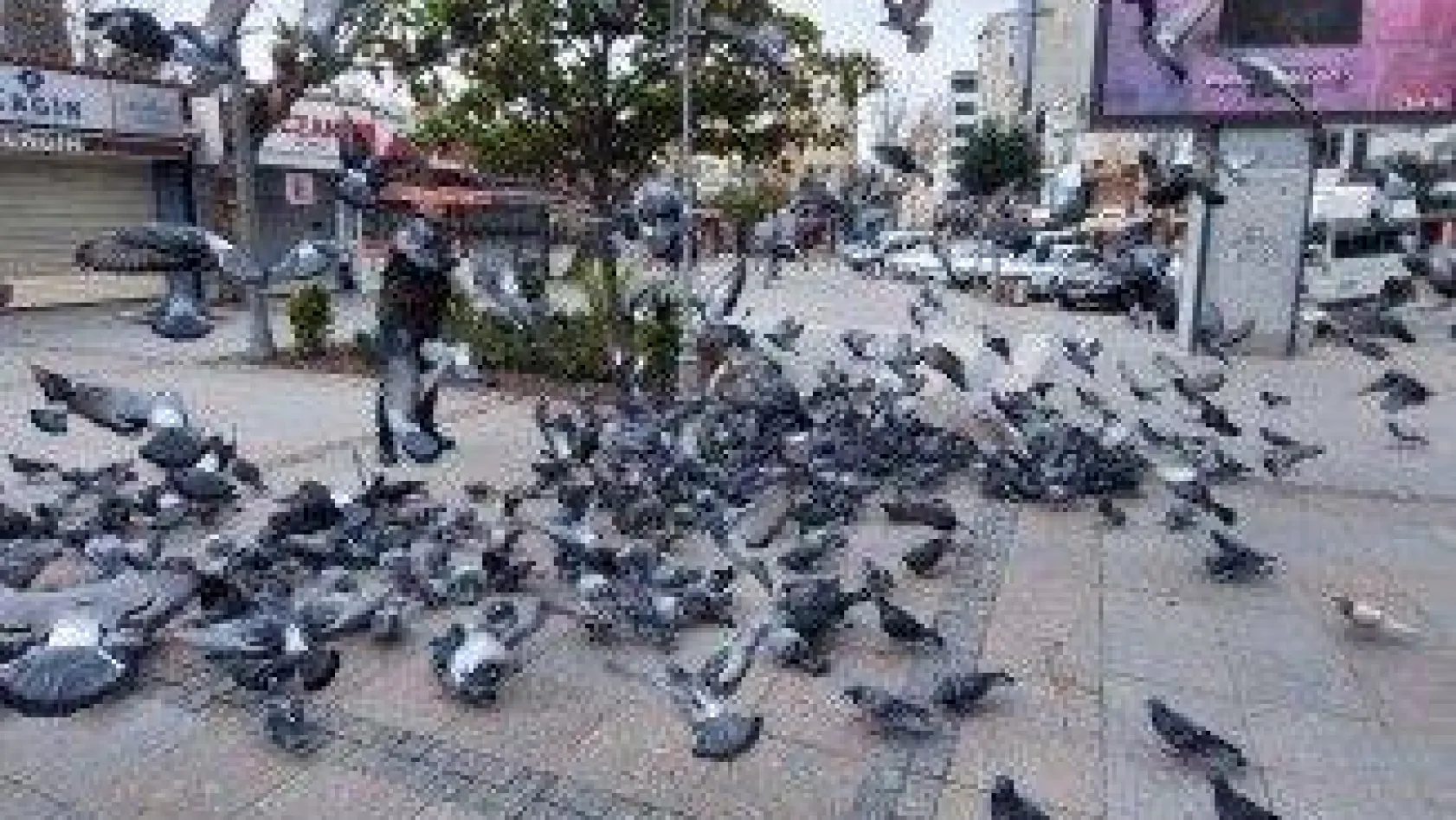 Aç kalan güvercinleri polisler besledi