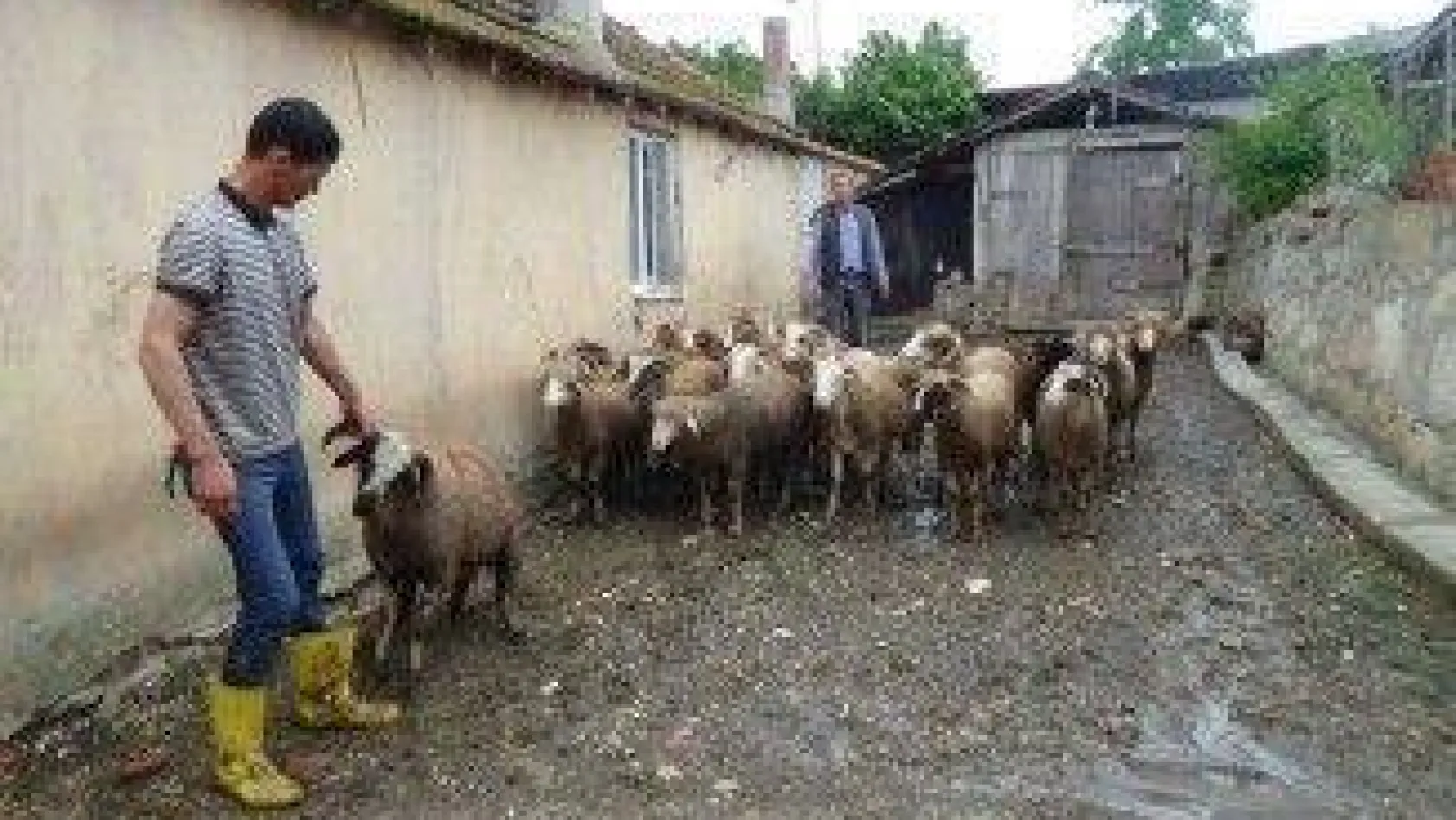 Akman Çiftliğinde kurban yoğunluğu mesaisi başladı