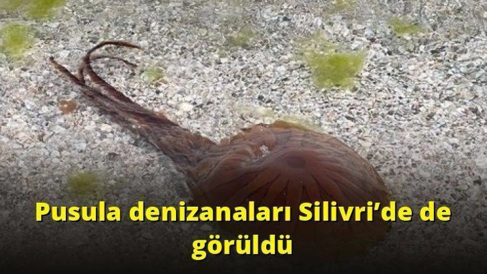 Pusula denizanaları Silivri'de de görüldü