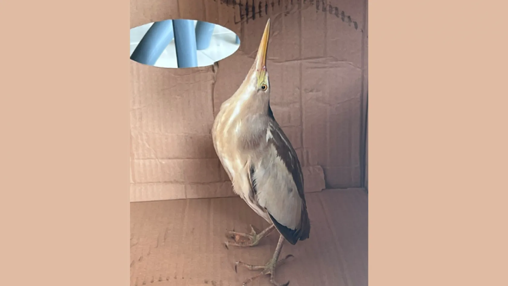 Silivri'de nesli tükenmek üzere olan 'balaban kuşu' bulundu