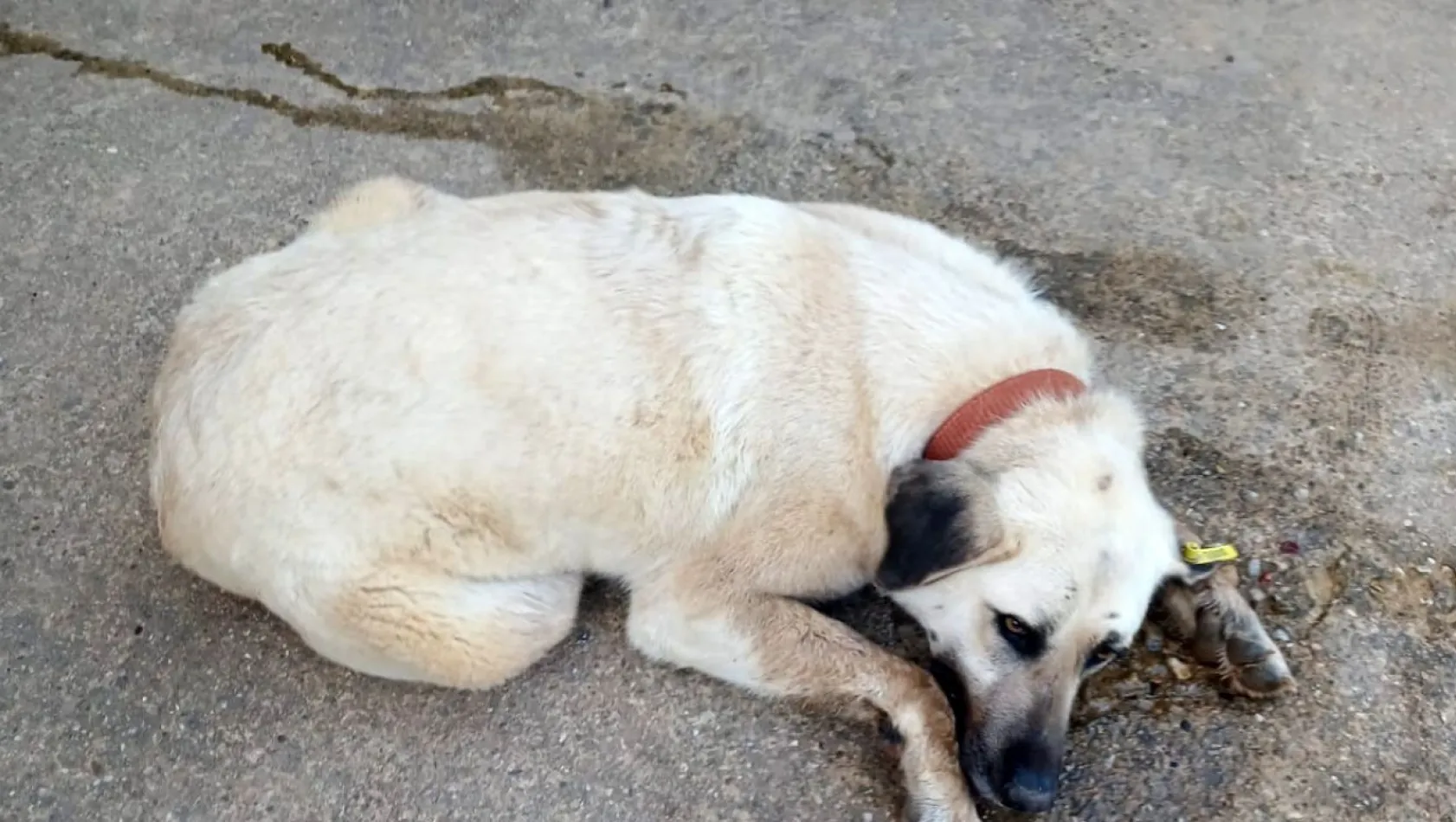Keşan'da bir evin bahçesindeki 2 köpek zehirlendi