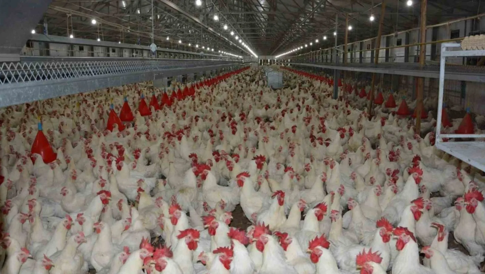 Uzmanı konuştu: 'Tavuk fiyatlarına yüzde 200 zam haberleri asılsız'