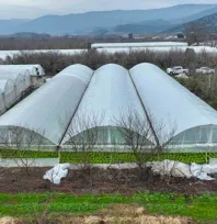 Lodostan zarar gören seralara Büyükşehir desteği