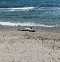 Tekirdağ'da ölü yunus sahile vurdu