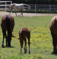 Yaşları küçük, değerleri milyon