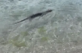 Nesli tükenmekte olan su samuru Silivri Parkköy'de görüldü