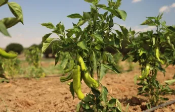 Silivri Belediyesi'nde yazlık sebze hasadı devam ediyor