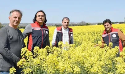 Silivri'de Kanola tarlaları sarıya büründü