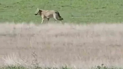 Ankara'da aç kalan kurtlar tarlalara indi
