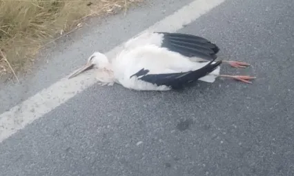 Büyükçekmece'de leyleklerin çarptığı trafoda yangın