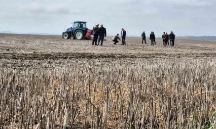 Tekirdağ'da anıza ekim dönemi: Anıza ekim Türkiye'ye örnek olacak