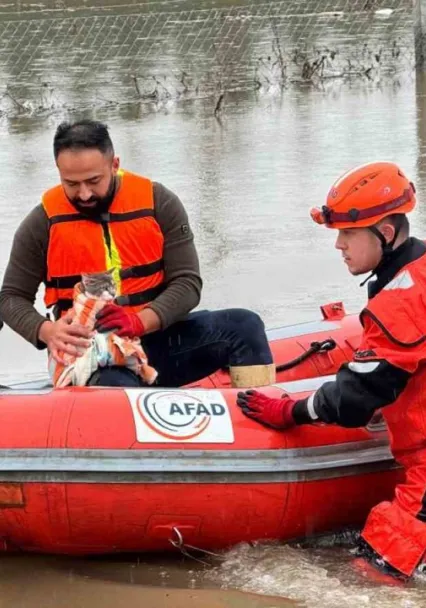 AFAD mahsur kalan hayvanları tahliye ediyor
