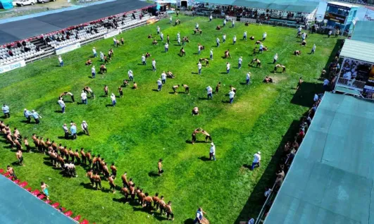Sekapark Altın Kemer Yağlı Güreşleri'nde heyecan başladı