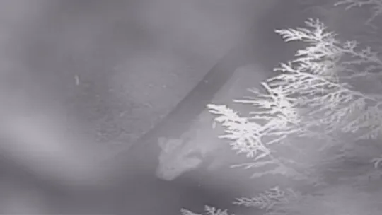 'Hayvanat bahçesinden aslan kaçtı' iddiası ortalığı karıştırdı