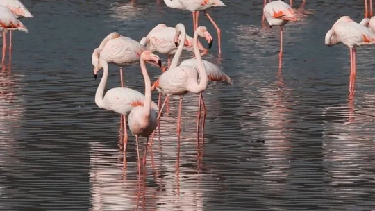 'Kuş Oteli'nde 8 bin kişiye 'doğa pasaportu' verildi