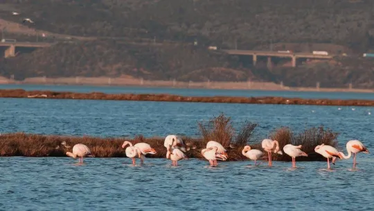 'Kuş Oteli'nde 8 bin kişiye 'doğa pasaportu' verildi