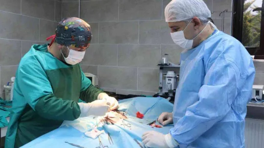 'Uyutulması gerekiyor' denilen sokak köpeği Patilik'te iyileşti