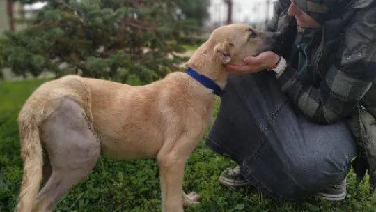 'Uyutulması gerekiyor' denilen sokak köpeği Patilik'te iyileşti