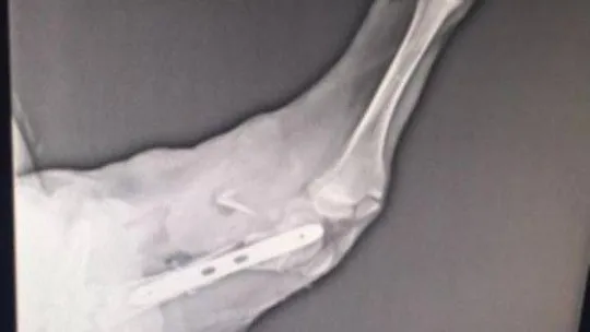 'Uyutulması gerekiyor' denilen sokak köpeği Patilik'te iyileşti