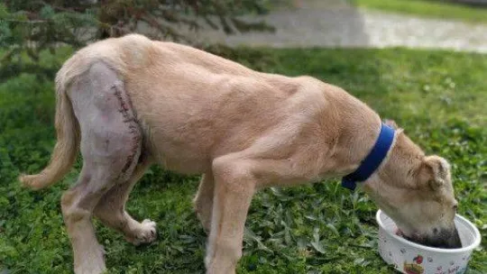 'Uyutulması gerekiyor' denilen sokak köpeği Patilik'te iyileşti