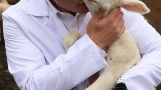 'Yalova kıvırcığı koyunu' yetiştiricisinin yüzünü güldürüyor