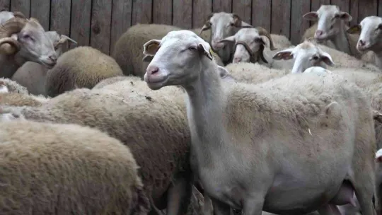 'Yalova kıvırcığı koyunu' yetiştiricisinin yüzünü güldürüyor