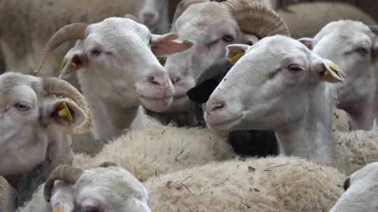 'Yalova kıvırcığı koyunu' yetiştiricisinin yüzünü güldürüyor