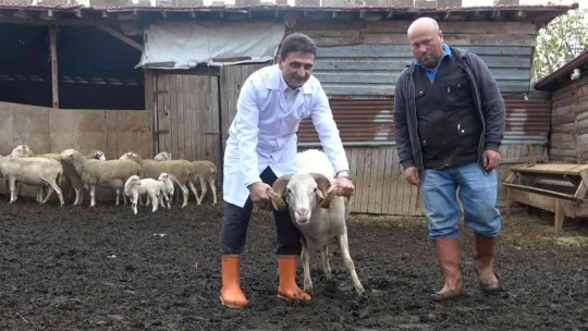 'Yalova kıvırcığı koyunu' yetiştiricisinin yüzünü güldürüyor