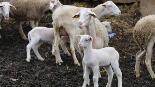 'Yalova kıvırcığı koyunu' yetiştiricisinin yüzünü güldürüyor