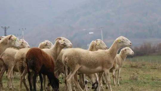 'Yalova kıvırcığı koyunu' yetiştiricisinin yüzünü güldürüyor