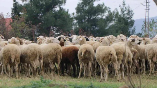 'Yalova kıvırcığı koyunu' yetiştiricisinin yüzünü güldürüyor