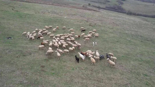 'Yalova kıvırcığı koyunu' yetiştiricisinin yüzünü güldürüyor