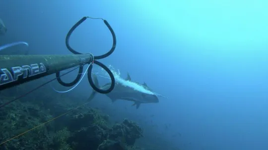 1 saat uğraştı, boyu kadar balık yakaladı