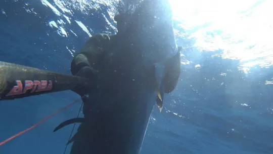 1 saat uğraştı, boyu kadar balık yakaladı