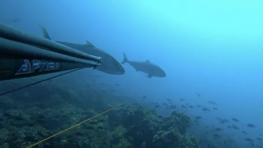 1 saat uğraştı, boyu kadar balık yakaladı