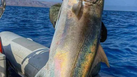 1 saat uğraştı, boyu kadar balık yakaladı