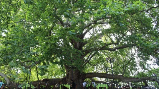 10 bin anıt ağaç koruma altında