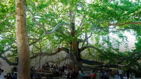 10 bin anıt ağaç koruma altında