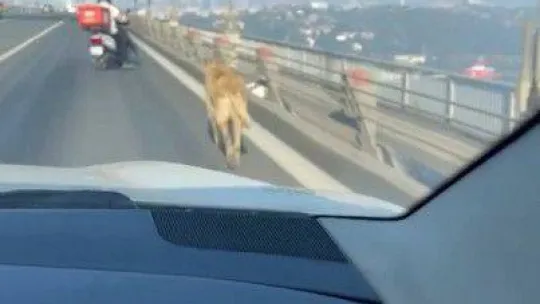 15 Temmuz Şehitler Köprüsünde sokak köpeğini görenler şaşkınlığını gizleyemedi