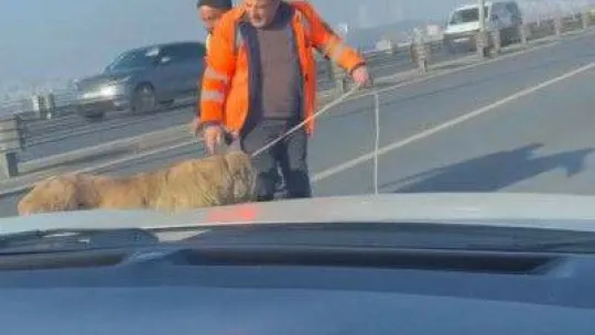 15 Temmuz Şehitler Köprüsünde sokak köpeğini görenler şaşkınlığını gizleyemedi