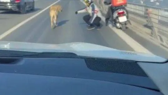 15 Temmuz Şehitler Köprüsünde sokak köpeğini görenler şaşkınlığını gizleyemedi