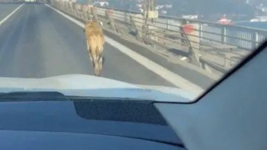 15 Temmuz Şehitler Köprüsünde sokak köpeğini görenler şaşkınlığını gizleyemedi