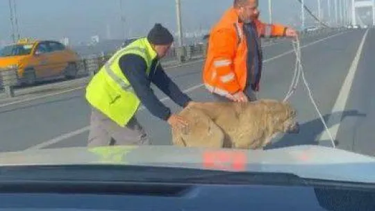15 Temmuz Şehitler Köprüsünde sokak köpeğini görenler şaşkınlığını gizleyemedi