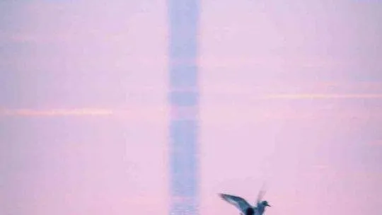 1915 Çanakkale Köprüsü'nde kartpostallık fotoğraflar