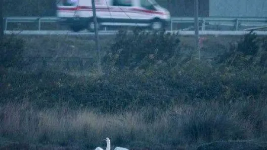 1915 Çanakkale Köprüsü'nde kartpostallık fotoğraflar