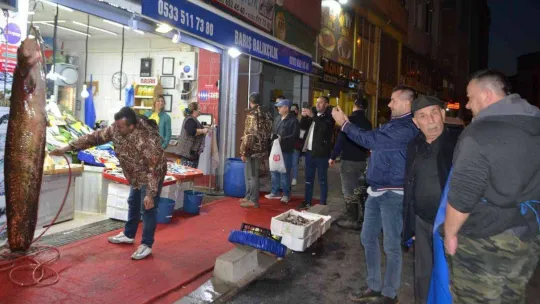 2 metreye yakın dev balık görenleri şaşkına çevirdi