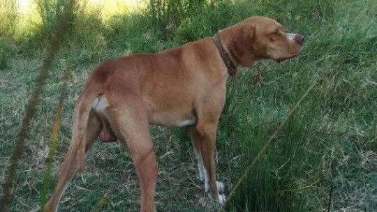 20 bin liralık köpeğini çaldılar bulana kuzu hediye edecek