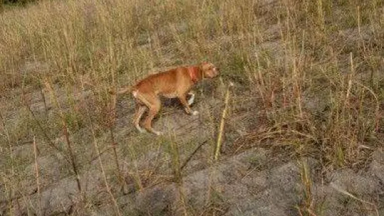 20 bin liralık köpeğini çaldılar bulana kuzu hediye edecek