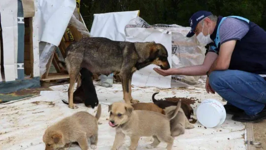 2022'de 4 bin 700 sokak hayvanı sıcak yuvaya kavuştu